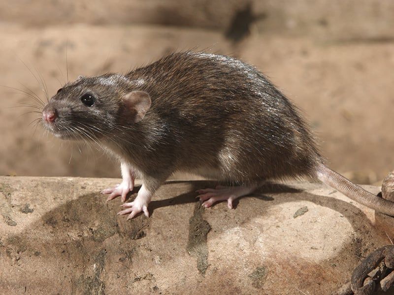 Norway Rat