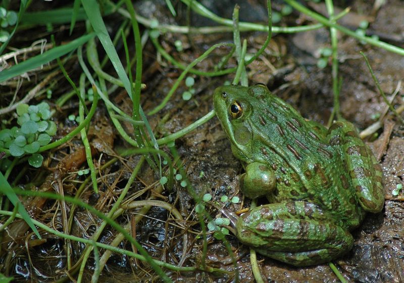 The Hidden Comeback of the Chiricahua Leopard Frog