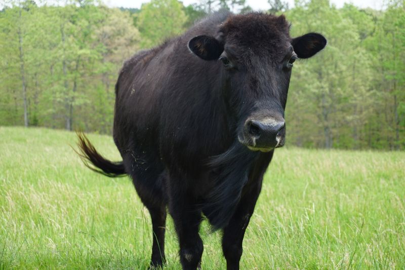 Beefalo