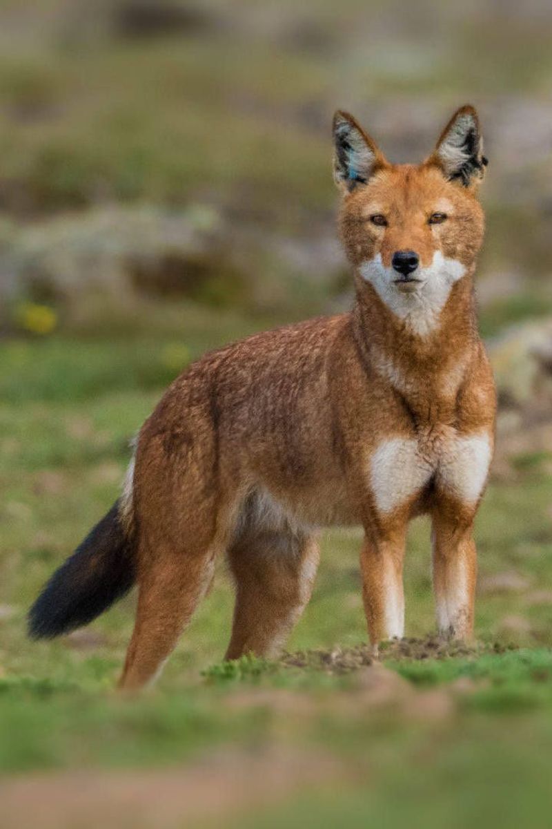 Simien Jackal