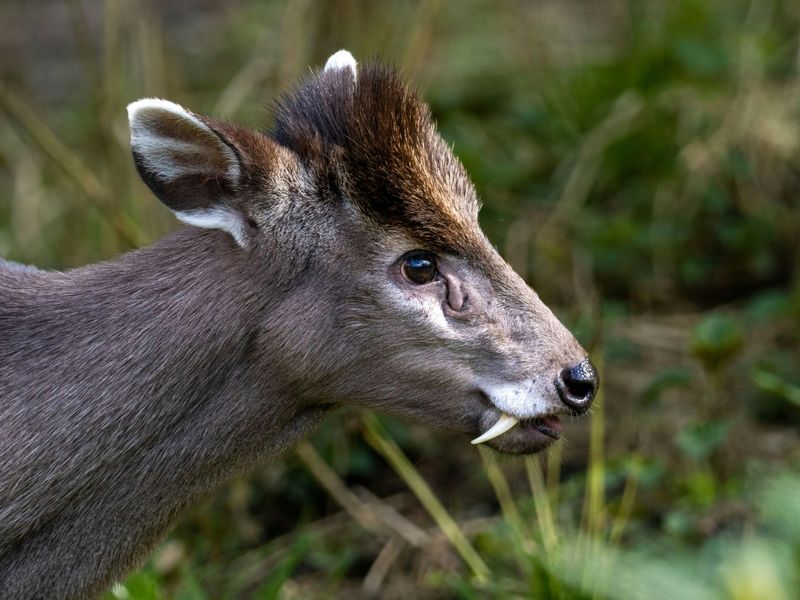 Tufted Deer