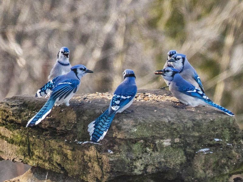 Social Butterflies