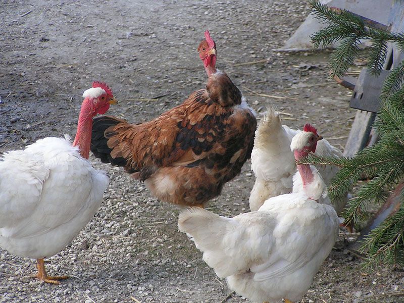 Naked Neck (Turken)