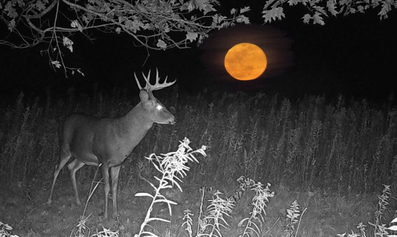 Deer