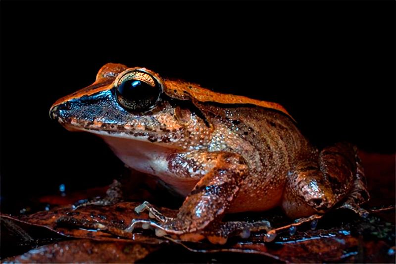 Frogs