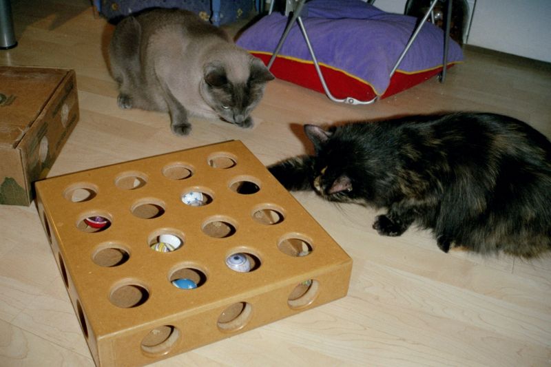 Ping Pong Ball in a Box