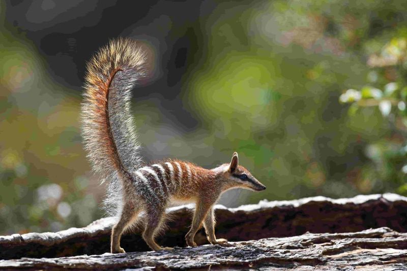 Tail as a Disguise