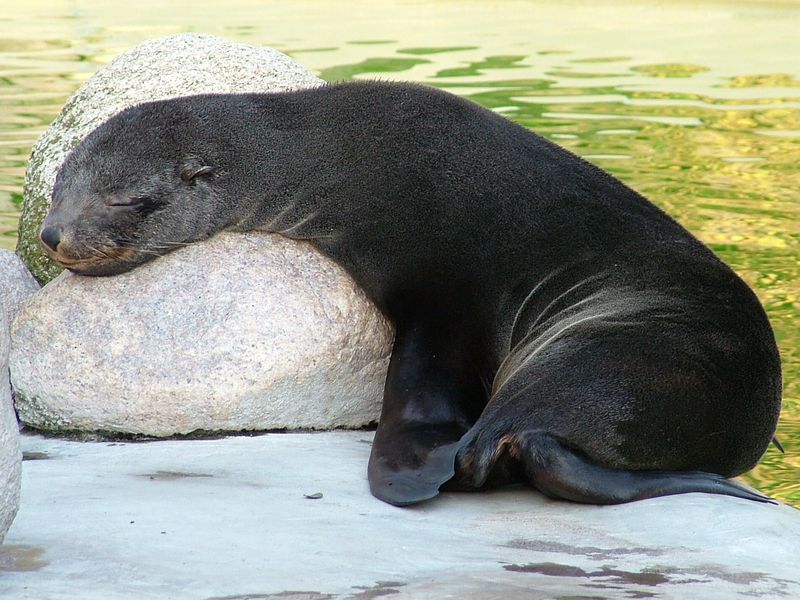 Fur Seal