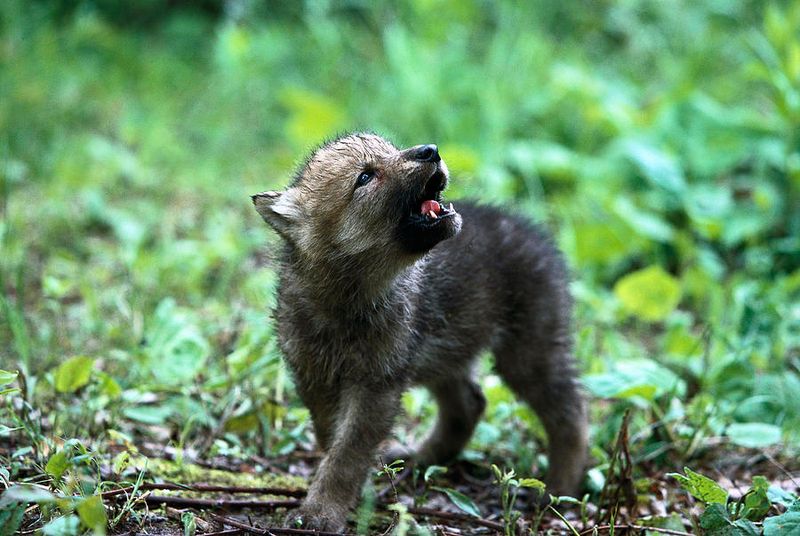 Wolf Pup