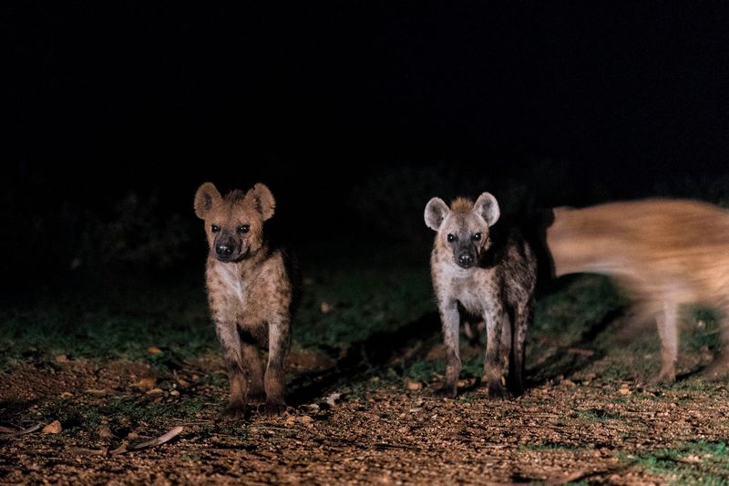 Hyena