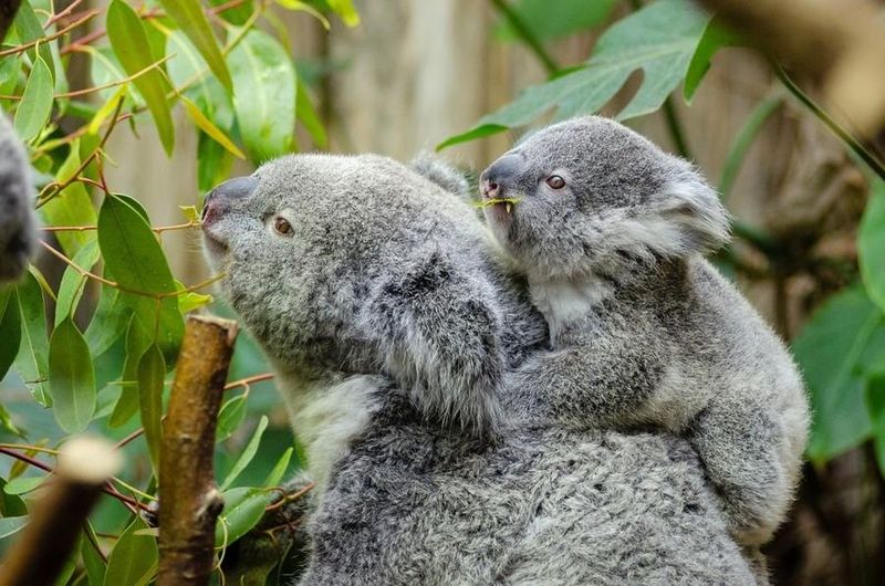 Koala Mothers