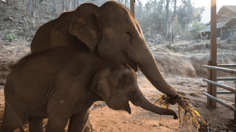 Elephant
