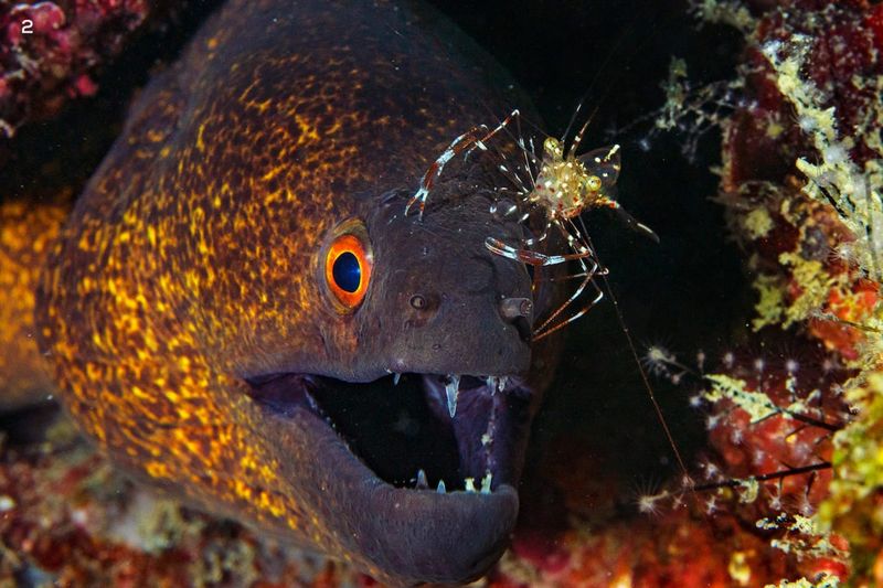 Moray Eel