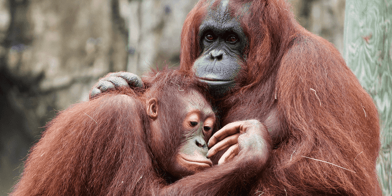 Orangutans