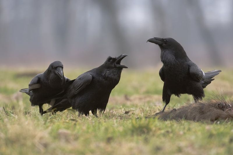 Crows' Complex Social Structures