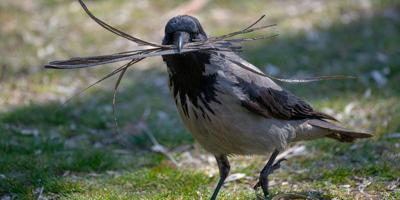 Crows' Adaptive Survival Skills