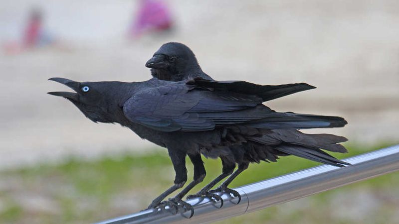Crows and Communication