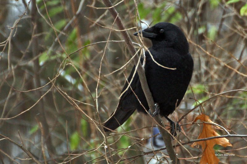 Crows and Their Mischievous Nature