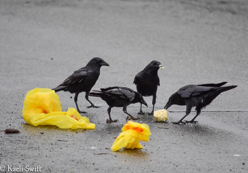 Crows' Space and Social Requirements