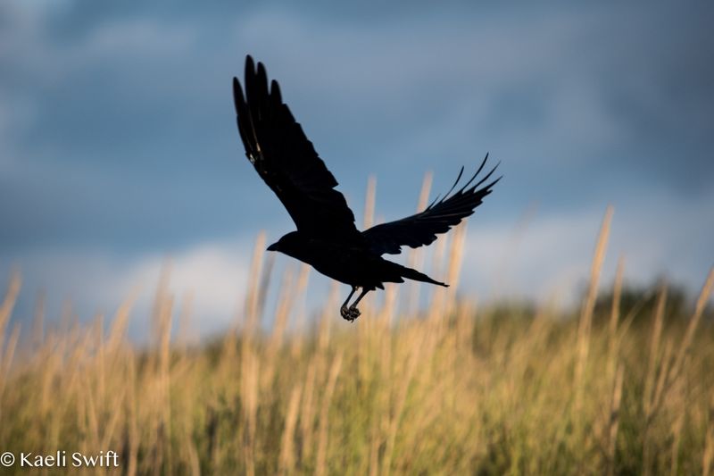 Crows' Potential for Aggression