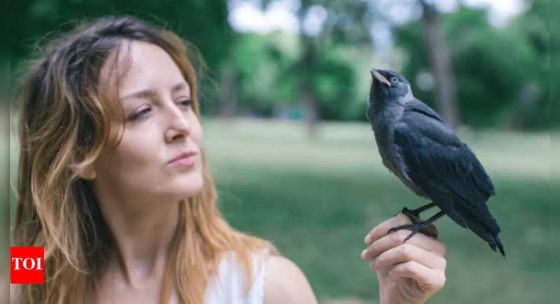 Legal and Ethical Considerations of Owning Crows