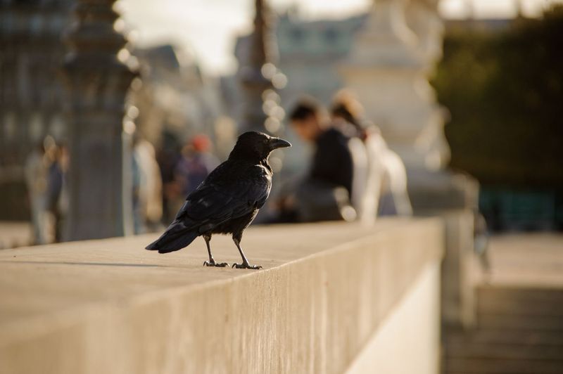 Crows' Uncanny Memory