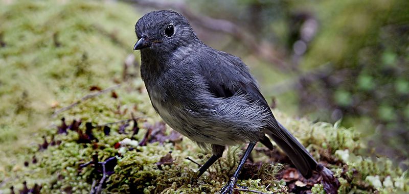 New Zealand Robins