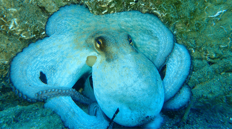 Octopuses