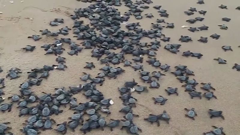 Sea Turtle
