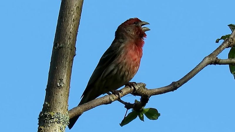 House Finch