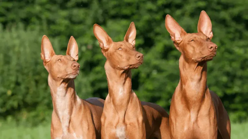 Famous Breeds