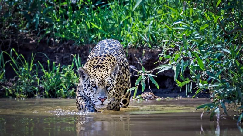 Future Challenges and Conservation Efforts