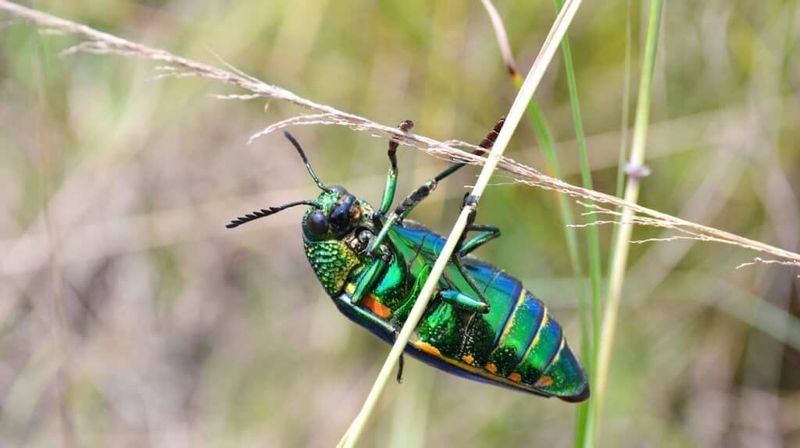 Role in Ecosystems
