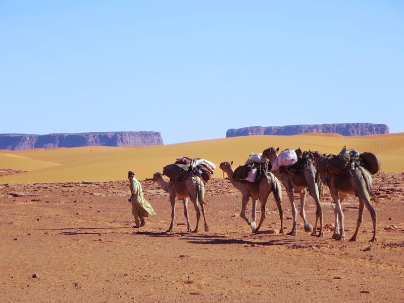 Modern-Day Camel Use