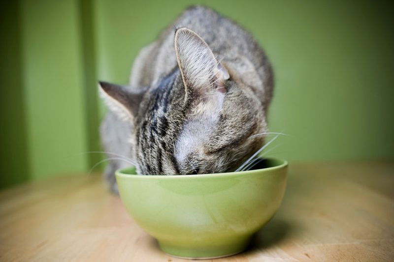 Sudden Appetite Changes
