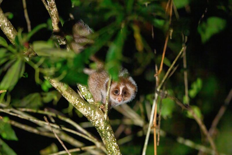 Bornean Slow Loris