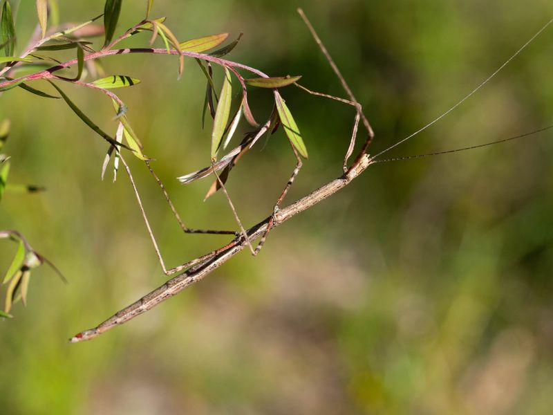 Stick Insect