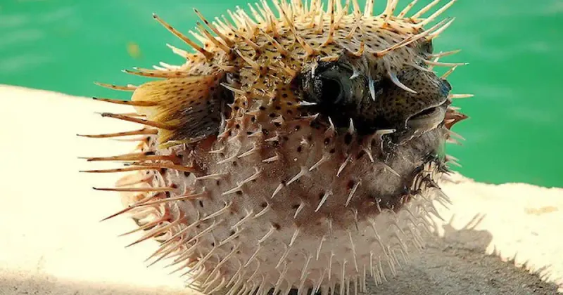 Pufferfish