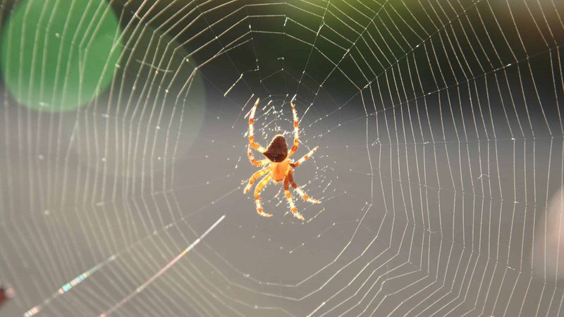 Araneus Gemmoides