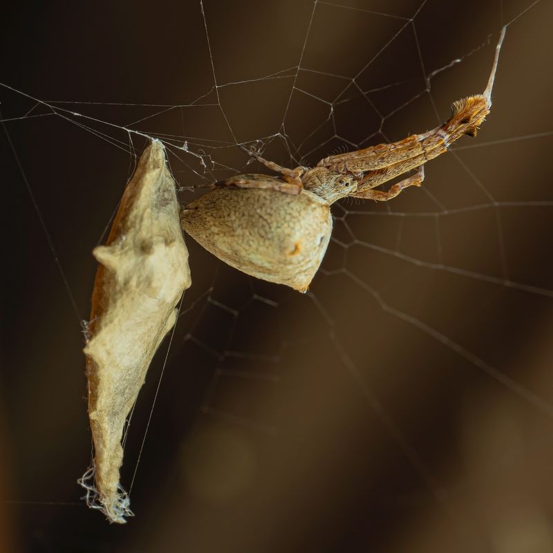 Uloborus Glomosus