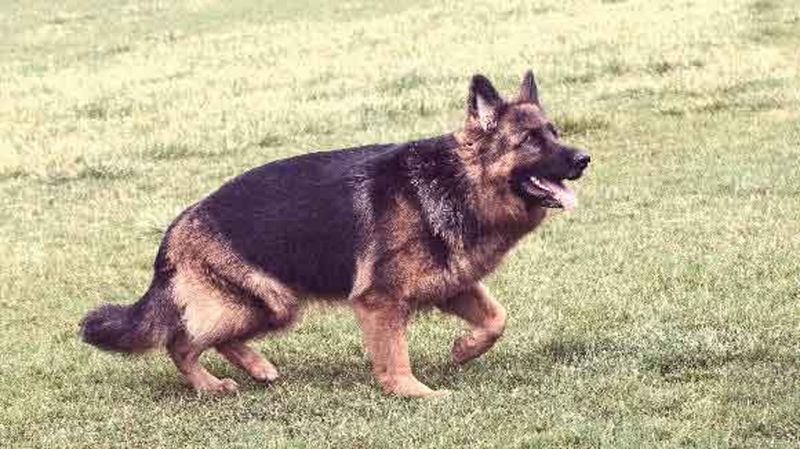 German Shepherd