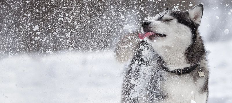 Siberian Husky