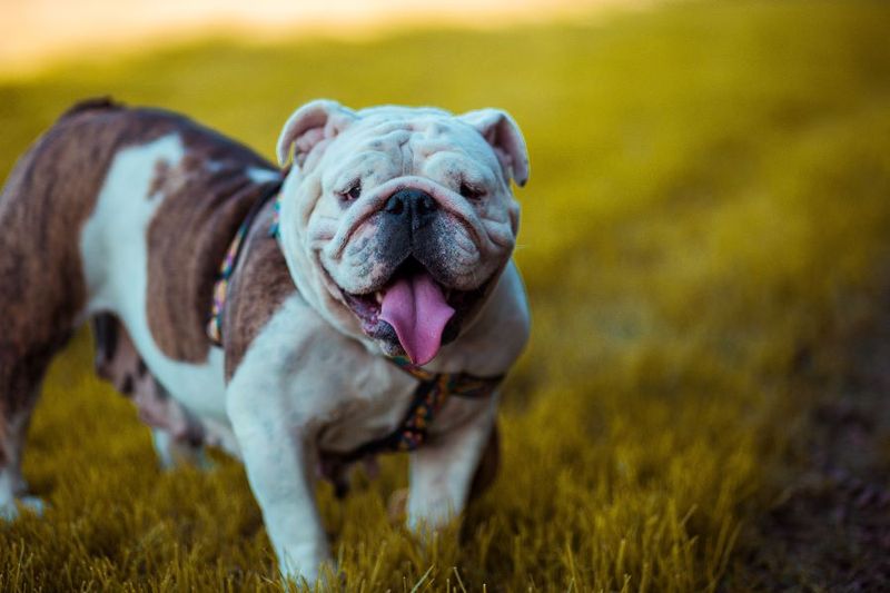 Bulldog