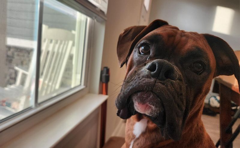 Boxer