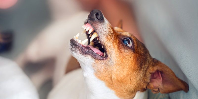 Jack Russell Terrier