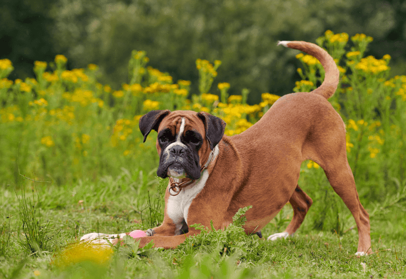 Boxer