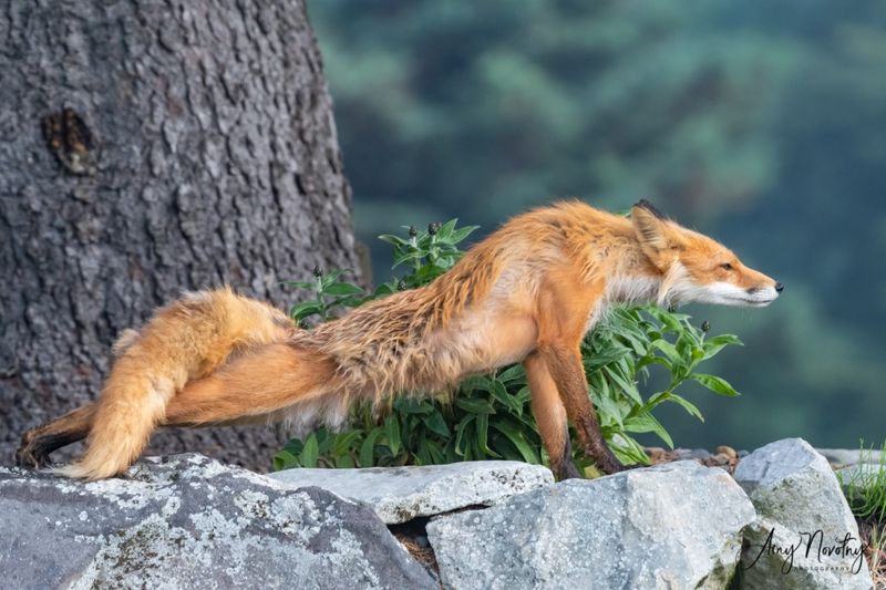 Red Fox