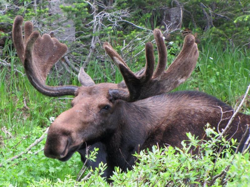 Moose