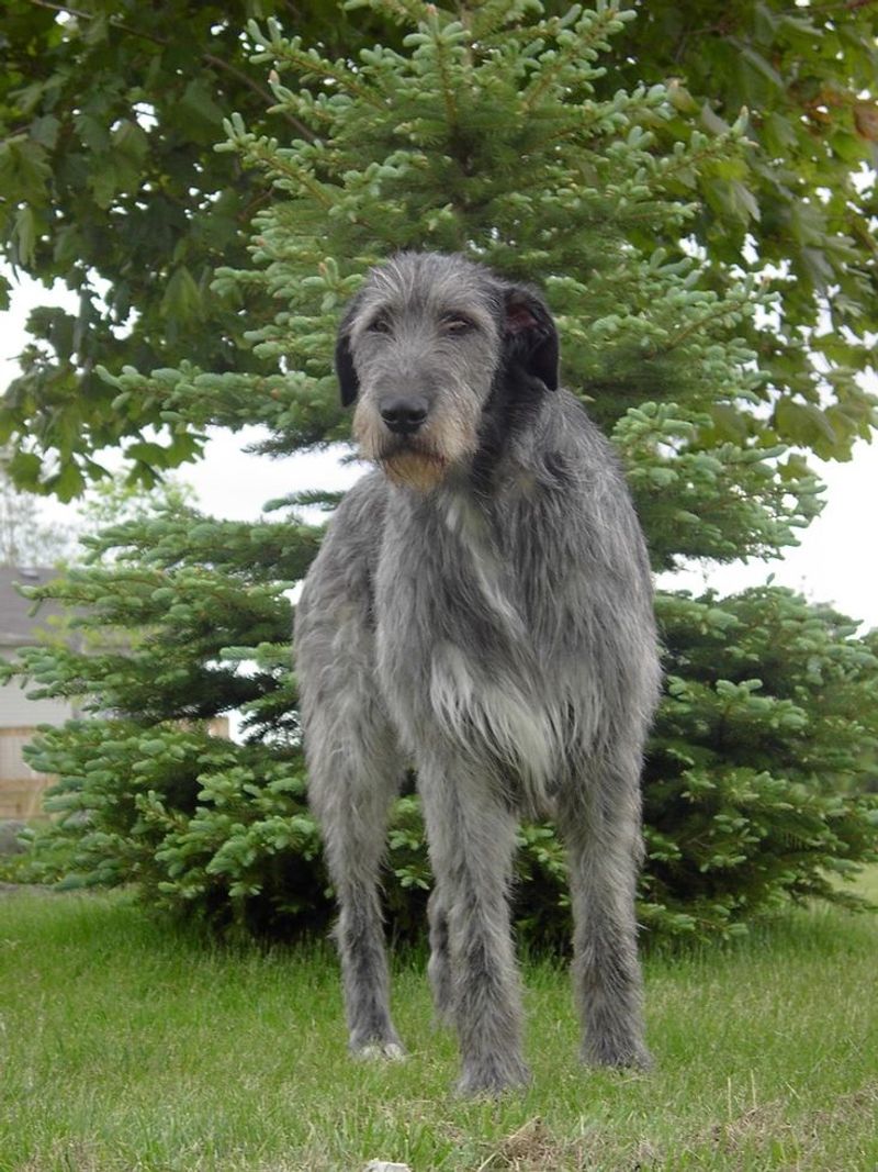 Irish Wolfhound