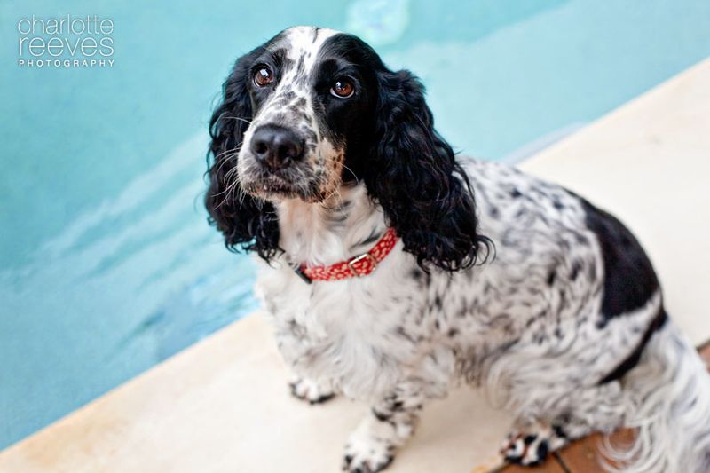 Cocker Spaniel